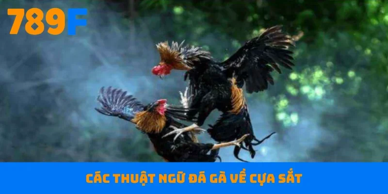 Các thuật ngữ đá gà về cựa sắt