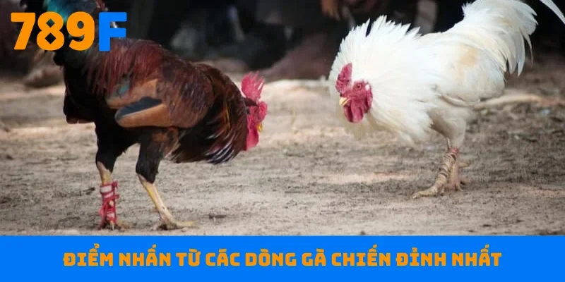 Điểm nhấn từ các dòng gà chiến đỉnh nhất