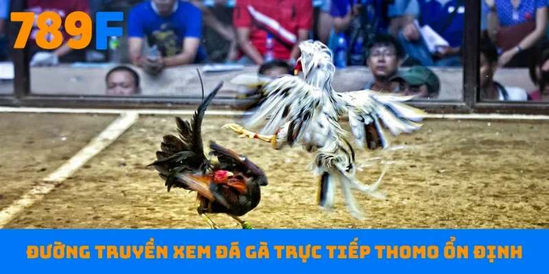 Đường truyền xem đá gà trực tiếp Thomo ổn định