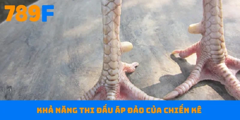 Khả năng thi đấu áp đảo của chiến kê