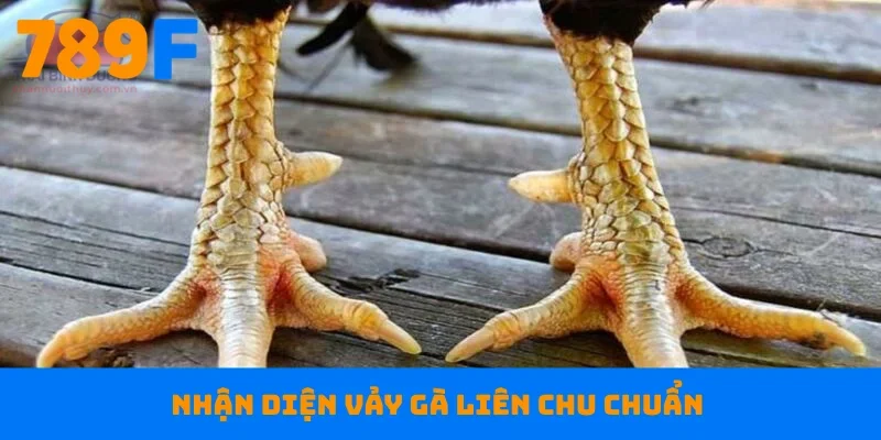 Nhận diện vảy gà Liên Chu chuẩn