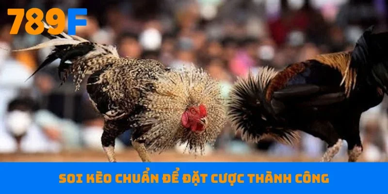 Soi kèo chuẩn để đặt cược thành công