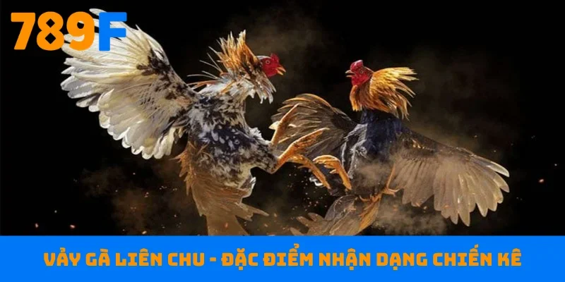 Vảy gà Liên Chu