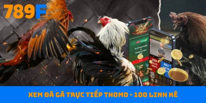 Xem đá gà trực tiếp Thomo
